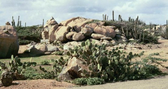 Photo of cactus and rocks on Aruba's shore