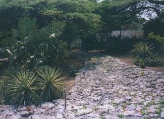 Photo of cactus and foliage in Willemsted