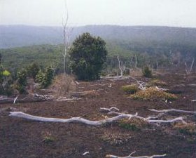Photo of bleached tree limbs that look like bones in Volcanoes National Park