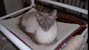 Picture of Mambo, an Oriental cat with pretty blue eyes