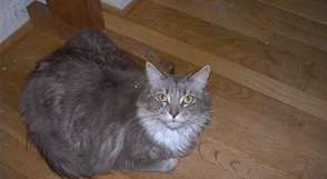 Picture of Tasha, gray, white and cream longhaired cat